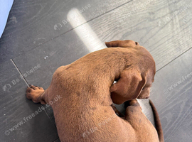 Dachshund puppies