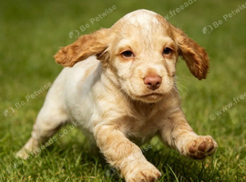 Working cocker spaniel boys