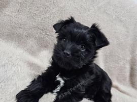 YORKSHIRE TERRIER BOY
