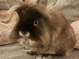 Netherland / Lionhead Male Bunny