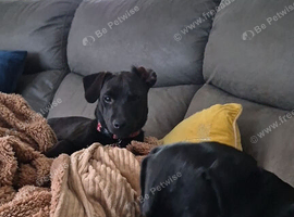 9 month old pattwrdale terrier