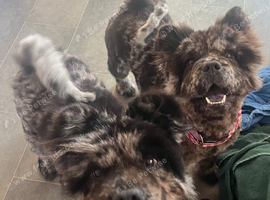 Beautiful chow-pei
