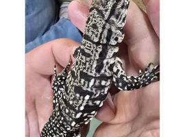 Argentinian Black & White Tegu