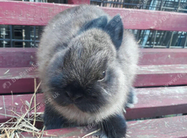 2 male rabbits netherland dwarf
