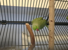 2 Indian Ringneck parrots