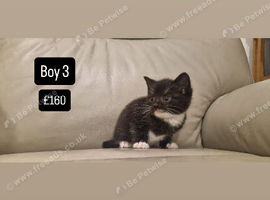 5 Beautiful Kittens Looking for Their Forever Homes