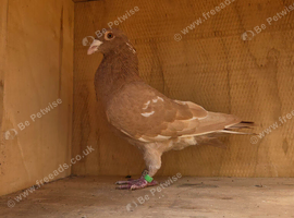 Meulemans