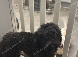 Blue toy poodle