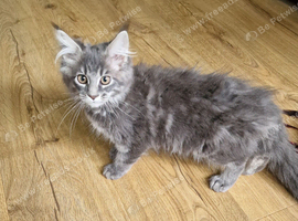 Pedigree maine coon kittens
