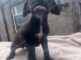 Vizla x lurcher