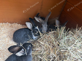 Gorgeous bucks for sale