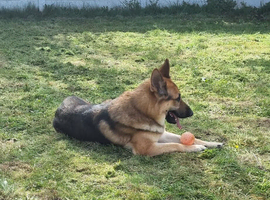 4 year old german shepard