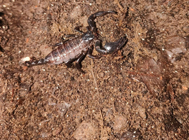 Emperor Scorpion