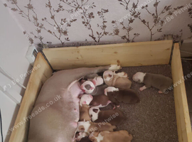 Female olde english bulldog