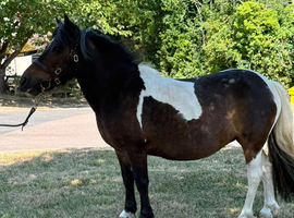 Beautiful standard Shetland mare