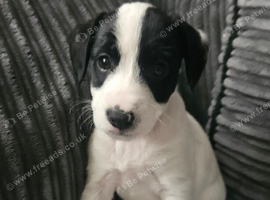 Jackapoo puppies Available now.