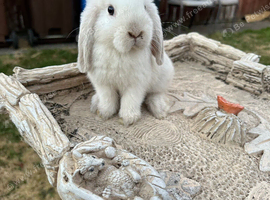 Baby Mini lops for sale