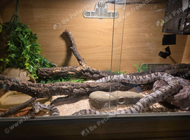 Grey 5year old beautiful corn snake full set up
