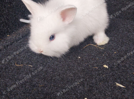 3 beautiful girl mini lops for reserving