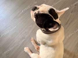 Lovely 2&frac12;-Year-Old Dog Looking for a New Home - &pound;450