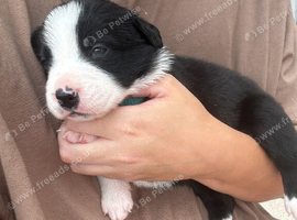 Bordernese puppies