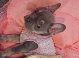 French bulldog female 8 weeks old