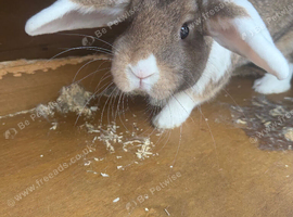 1 female French lop and 1 male Rex