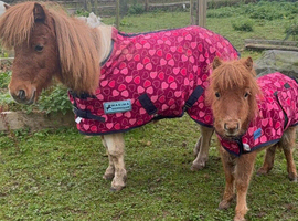 Mother & baby Shetland pony gentle any child can ride