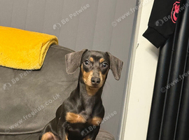 BLUE AND TAN MINIATURE DASH HOUND