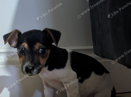 Jack Russell pups