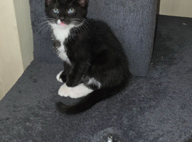 Kitten ready to go