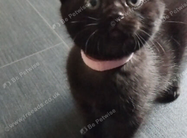 Last girl available  BSH x DSH