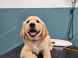 READY TO LEAVE Litter of Golden Retriver puppies