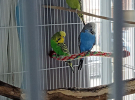 3 budgies and full set up. (Breeding pair plus another female.)