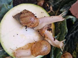 Giant Albino African Land Snail Babies