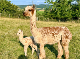 Special breeding  group of 7 stunning Alpaca