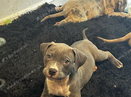 Standard bully pups 13wks
