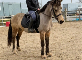 14H 5Yo Dun Gelding All Rounder Type