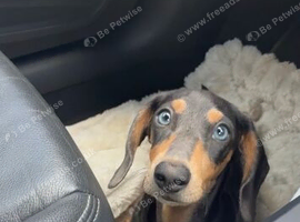 Miniature dachshund  puppy boy