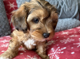 Beautiful 8 weeks old Maltipoo girl is ready to go