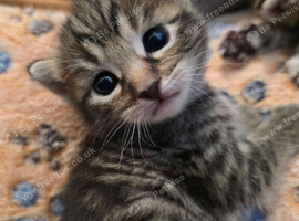 Lovely polka dots and stripped kittens
