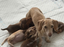 Mini dachshund