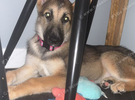 German Shepherd x Husky puppy Rehoming due to no fault of hers