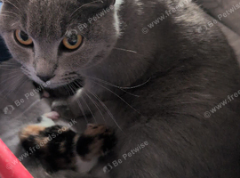 Kittens for sale