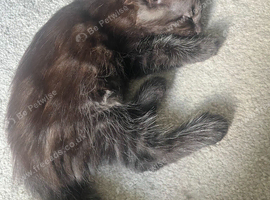 Maine Coon Kittens Brown/Black Smoke