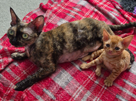 Beautiful FIFe Registered Devon Rex Boys &ndash; Inky cosmic princess's Final Litter