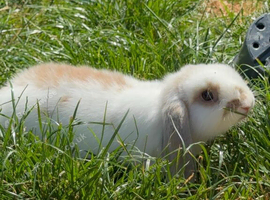 White & Cream Female Mini Lop Rabbit