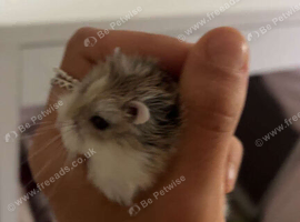 Male roborovski dwarf hamster for sale