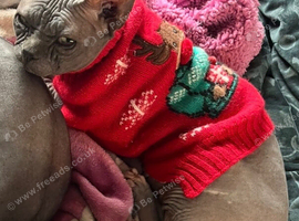 Male sphynx cat