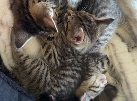 Kittens for sale